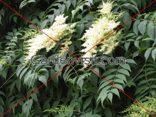 Sobaria Arborea
