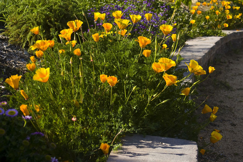 Poppies, South Coast Botanic Garden