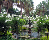South African Garden