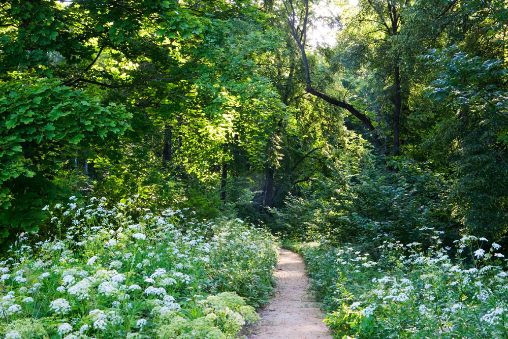 Path, Spasskoye-Lutovinovo