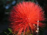 Australian Flower