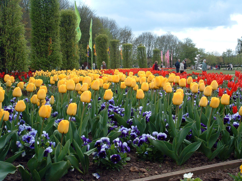 Tulips, Springfields Festival Gardens