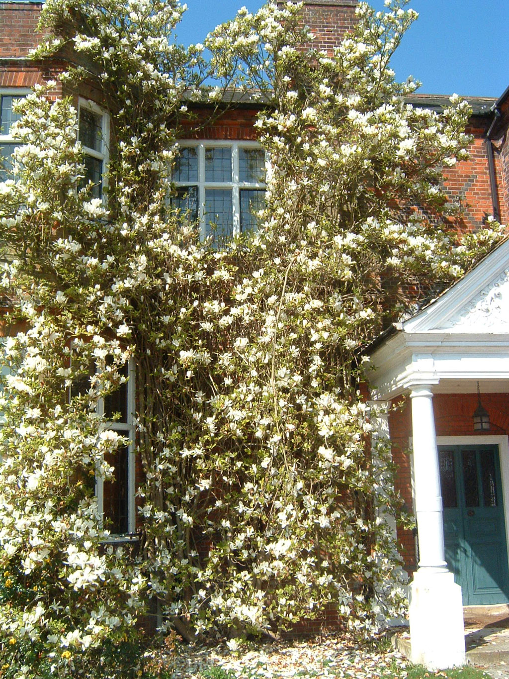 Magnolia, May