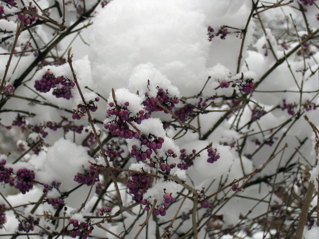 Snow, St James's Park