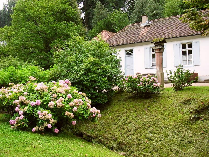 Hydrangea, Staatspark Fuerstenlager