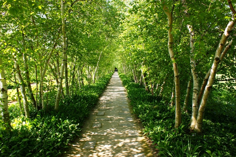 Birch Trees, Stan Hywet Hall Gardens