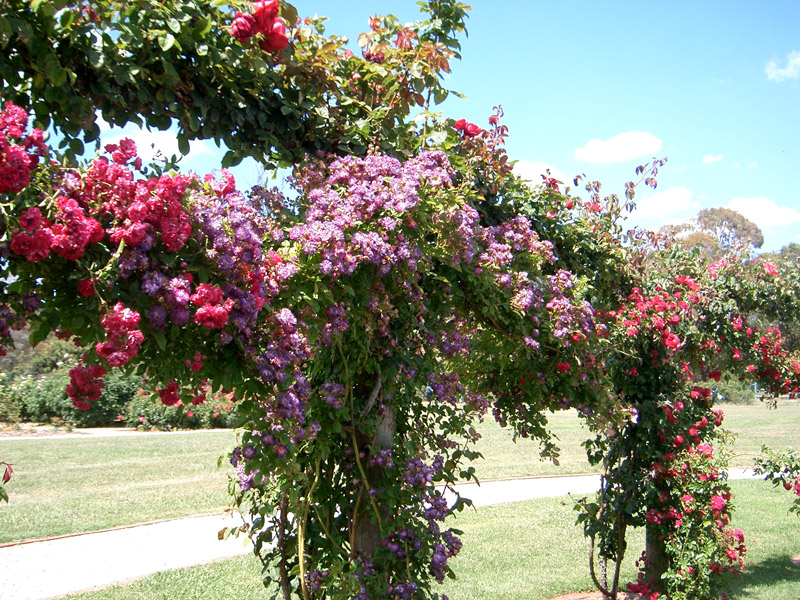 Victoria State Rose Garden, Werribee