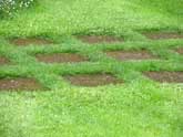 Stepping stones in grass