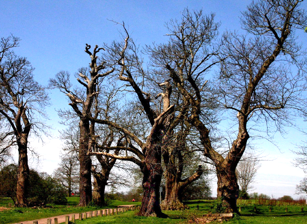 Stockwood Park Vince