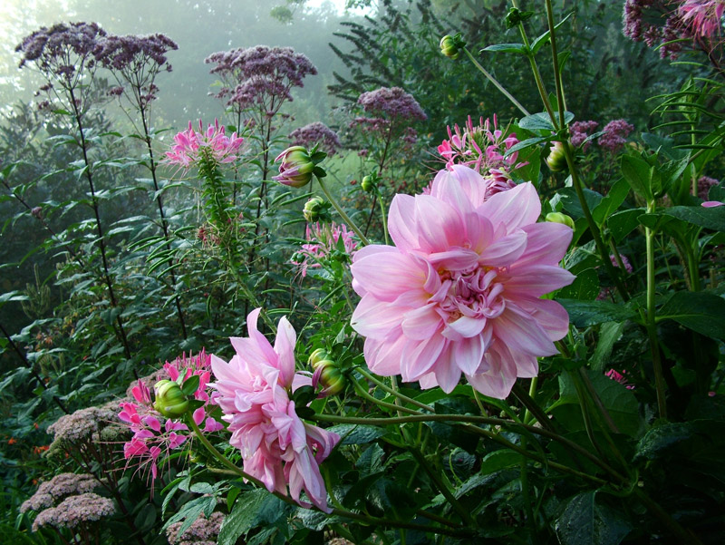 Dhalias, Stoneacre Garden