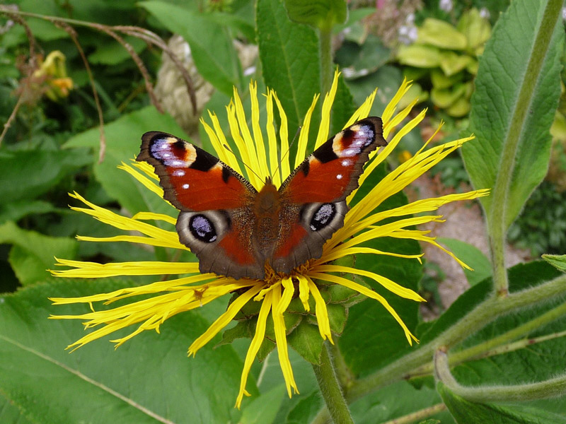Butterfly, Stonyford Cottage Garden