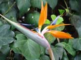Strelitzia reginae, South Africa