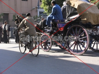 Cyclist overtaking horse cab in Luxor street