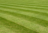 Traditional stripped lawn