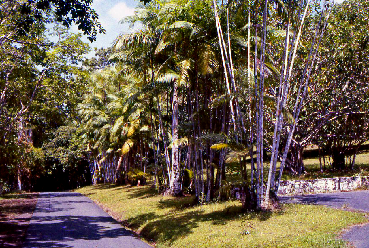Summit Botanical Garden Rictor Norton & David Allen