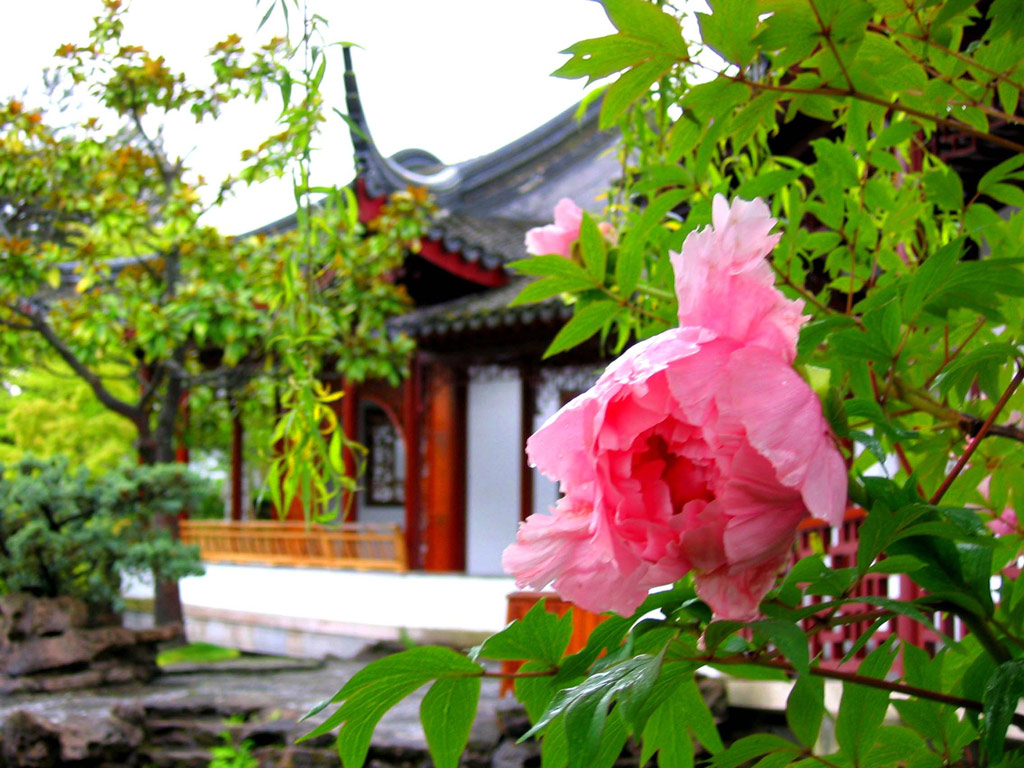 Peony, Sun Yat-Sen Classical Chinese Garden