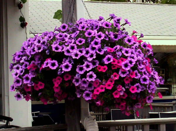 Supertunia Bordeaux, Sunrise Greenhouse