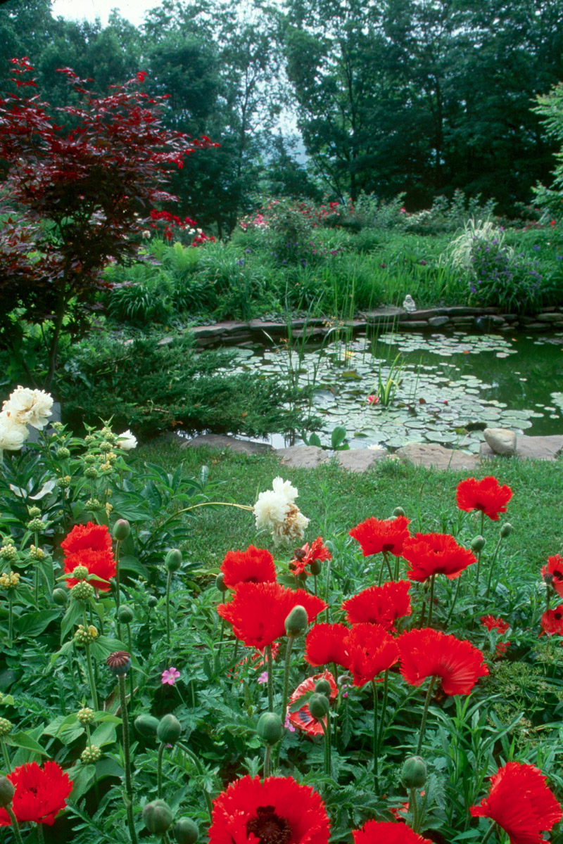 Pond, Sunshine Farm  & Gardens