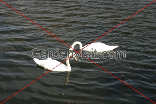 Swans