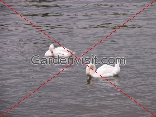Swans Thames