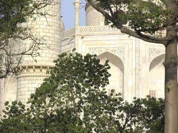 Taj Mahal planting