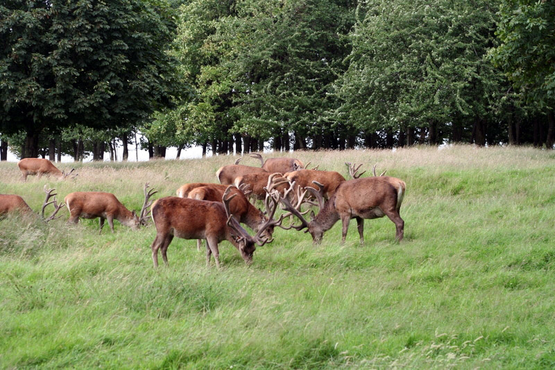 Deer, Tatton Park