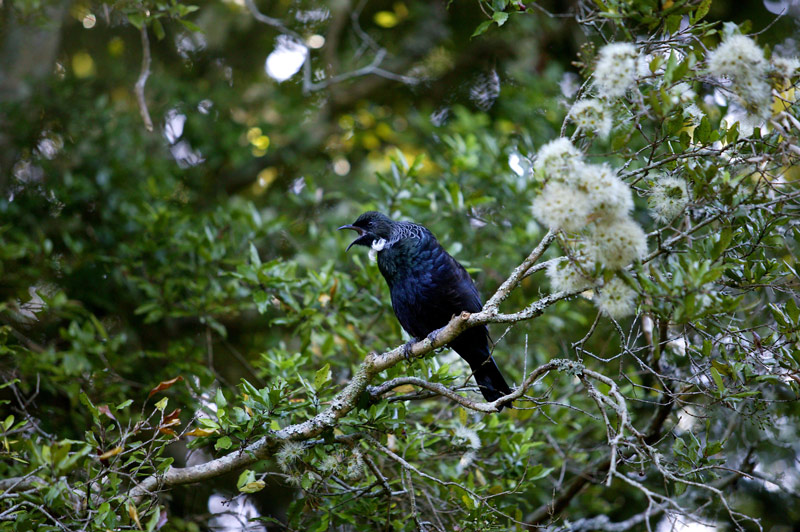 Tui, Te Kainga Marire