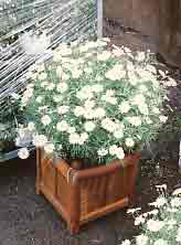 Teak planter