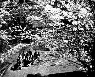 Illustrations on CD edition of Garden Visit and Travel Guide - see www.gardenvisit.com/order_form.htm