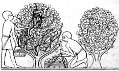 Illustrations on CD edition of Garden Visit and Travel Guide - see www.gardenvisit.com/order_form.htm