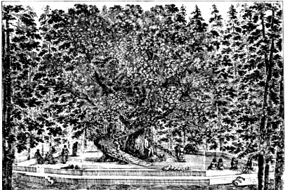 Illustrations on CD edition of Garden Visit and Travel Guide - see www.gardenvisit.com/order_form.htm