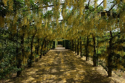 Labernum Avenue, Temple Newsam Garden
