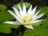 Lotus flower, Thailand