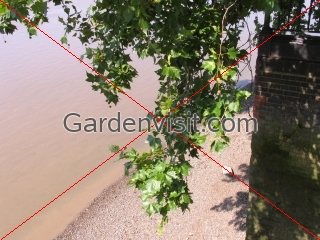 Thames Embankment