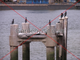 Thames Shags