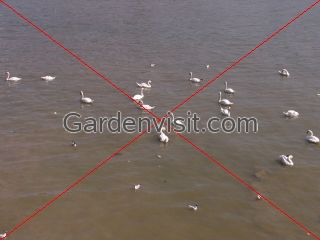 Thames Swans