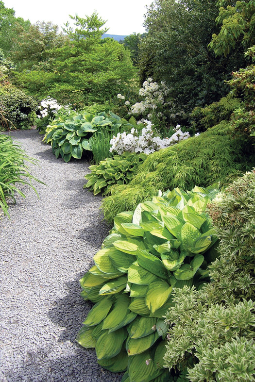 Hostas, The Dingle