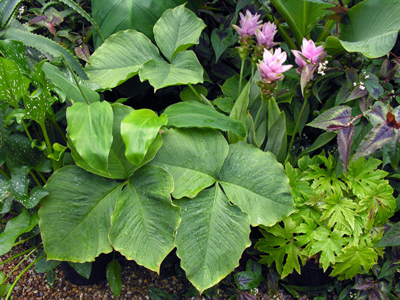The Exotic Garden