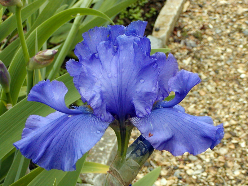 The Iris Garden, Dorset