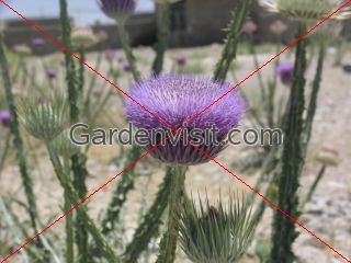Thistle Desert Iran