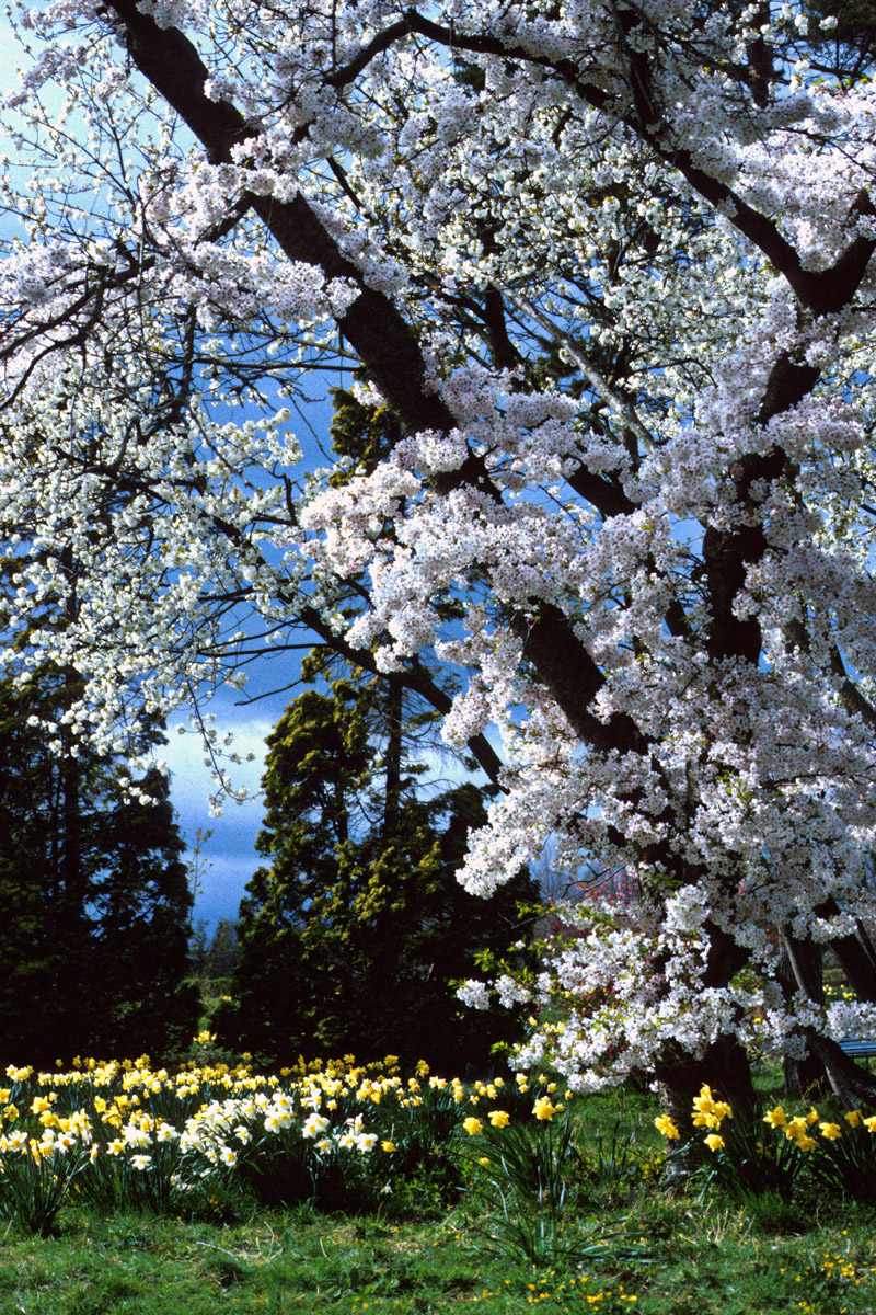 Thorp perrow arboretum