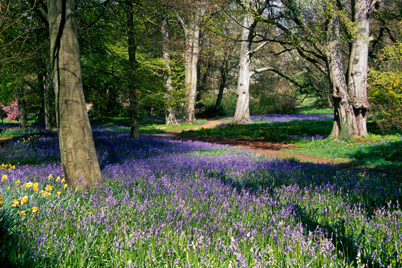 Bluebells, Thorp Perrow Arboretum