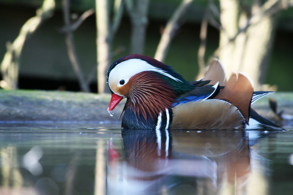 Thrigby Hall Wildlife Gardens Dan Derrett