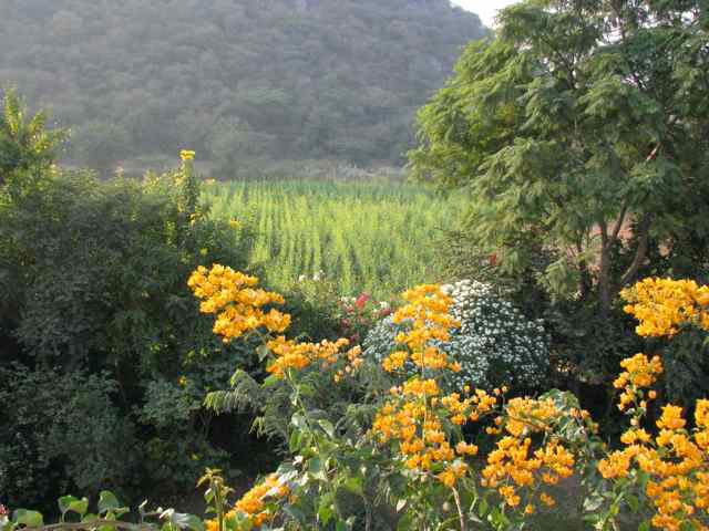 Tikli Bottom, 2009