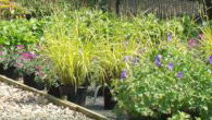 Timag Nursery, Essex