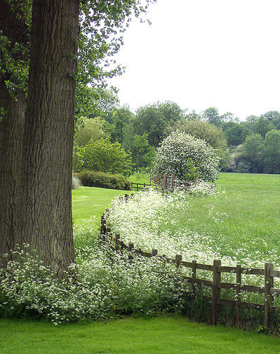 Cow Parsley, Titsey Place