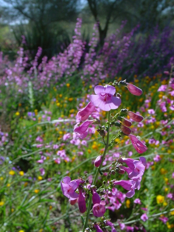 Tohono Chul Park, AZ