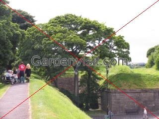 Town Walls