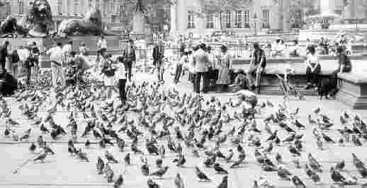 Trafalgar Square