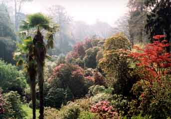 Trebah garden1